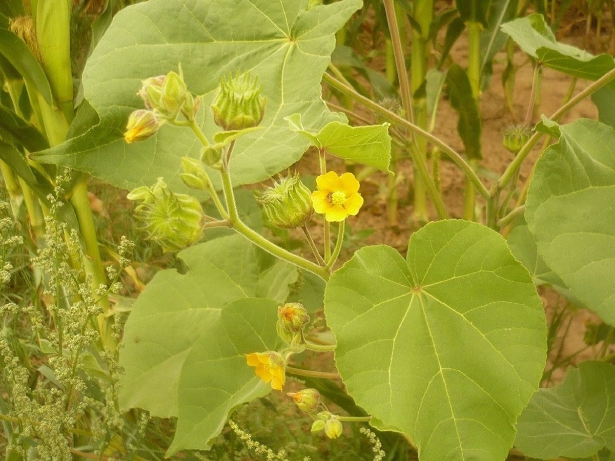 Abutilon teophrasti (Malvaceae)